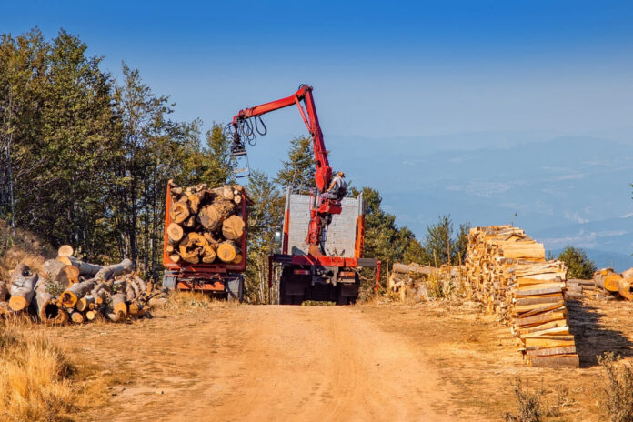 Metsatöömasina kindustamine - metsatöömasinaga puude laadimine teisele haagisele